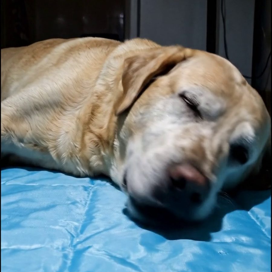 Labrador sobre la manta refrigerante grande